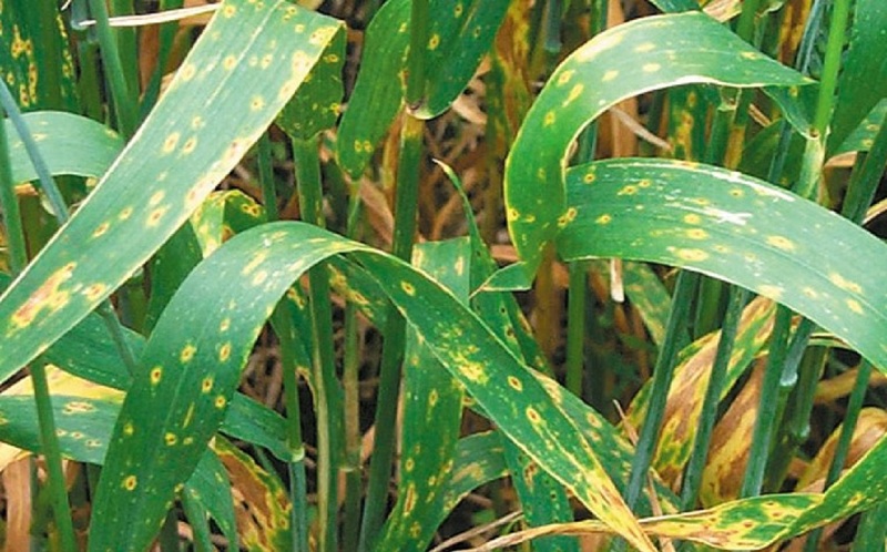 تحذيرات من انتشاره..   مرض "الصدأ" يهدد الزراعات الكبرى وحياة القطيع !